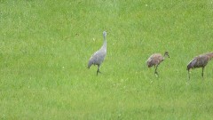 IAT; Ice Age Trail, wi; birds